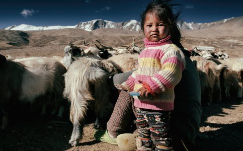a young Changpa girl helps her mother milk the goats near Tso Moriri Lake, Ladakh © Hamish Scott-Brown